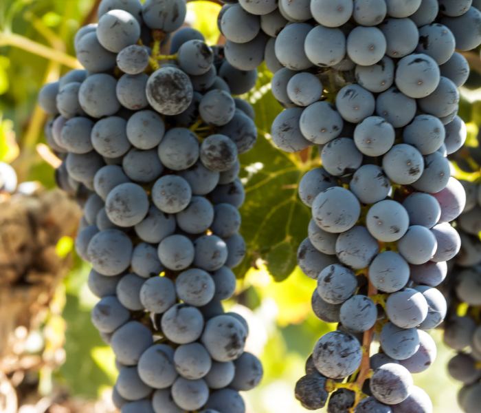 Winery Insurance The Lyman Agency, Inc